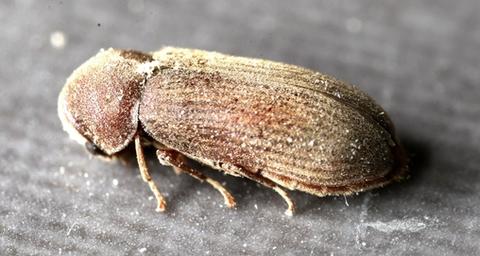 Gemeine Nagekäfer loswerden