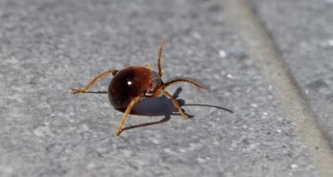 Kugelkäfer