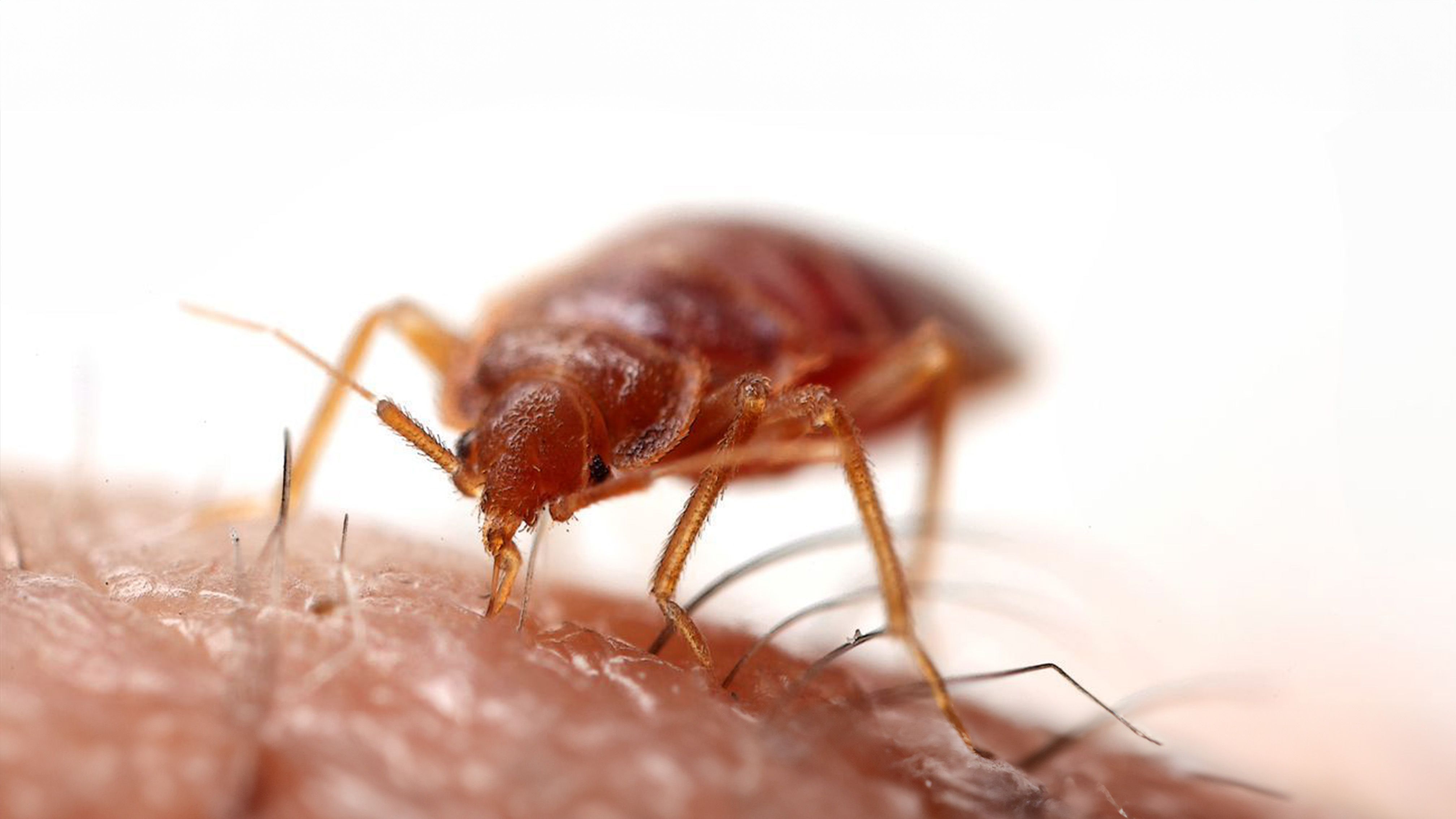 Wie haben sich Bettwanzen entwickelt?