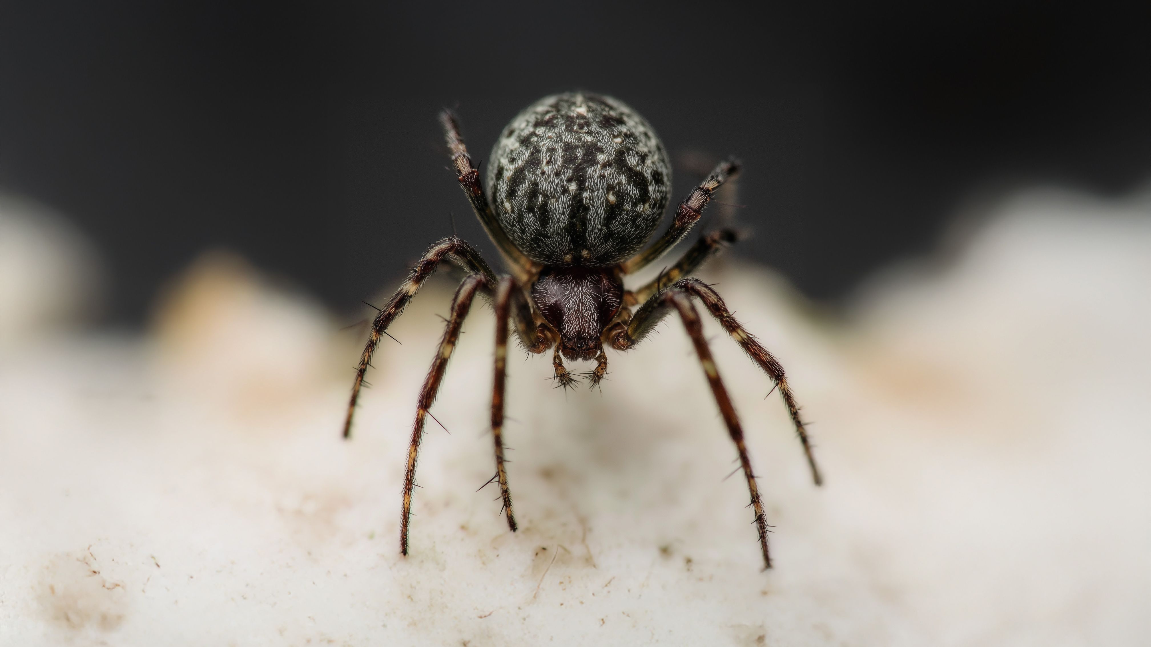 Mauerspinnen loswerden