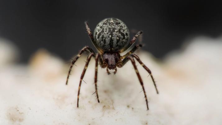 Mauerspinne
