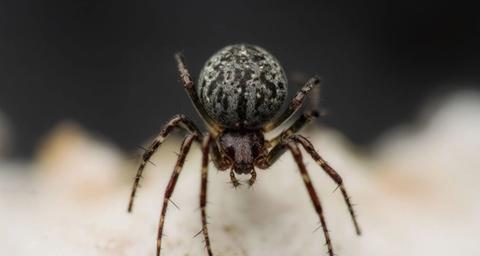 Mauerspinnen loswerden