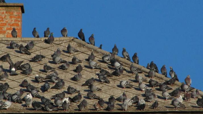 Taubenschwarm Vogelkontrolle