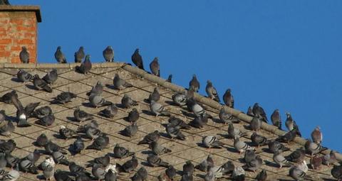 Wie man Vögel und deren Schäden verhindert