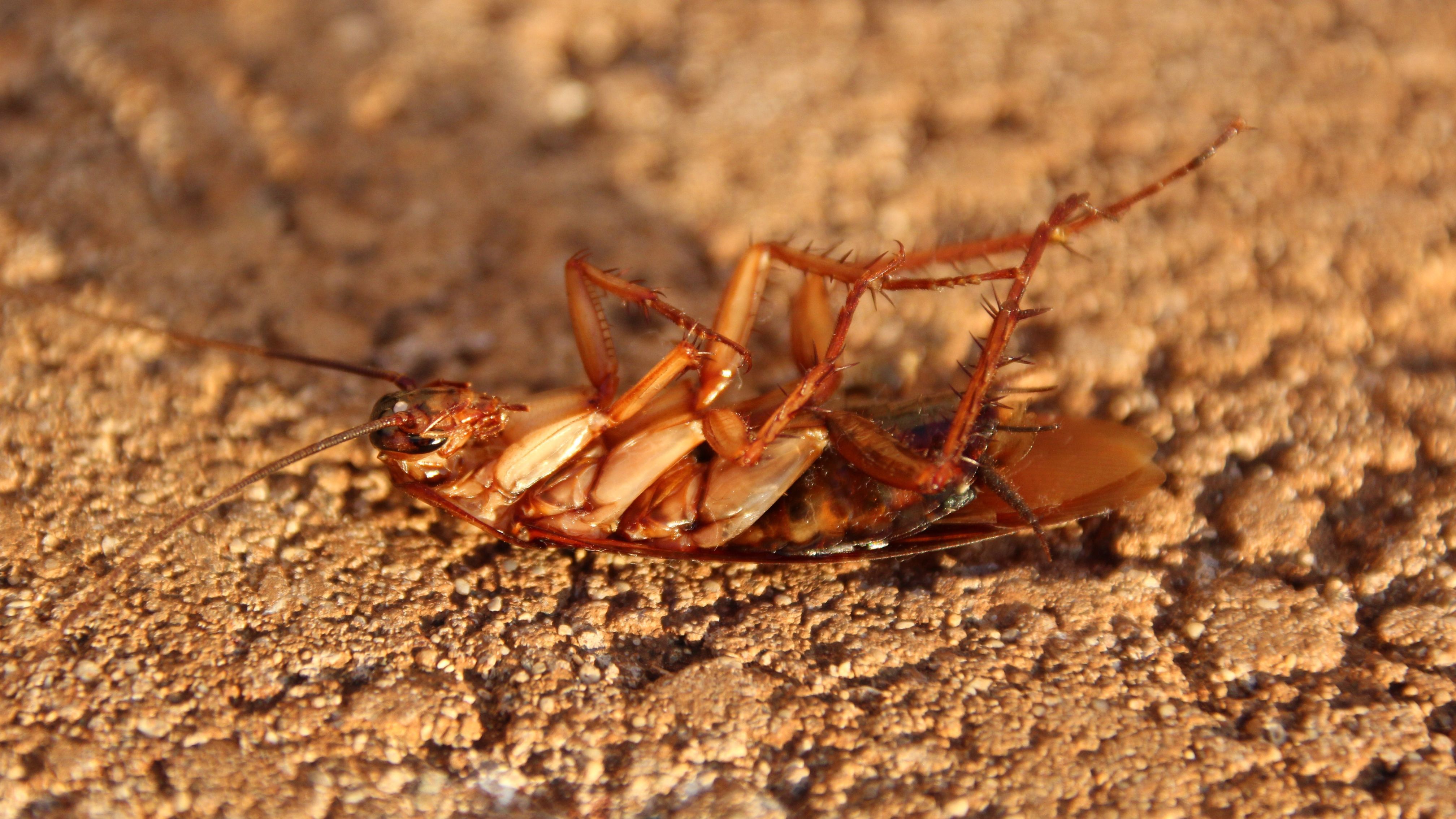 Wie wird man Braunbandschaben los?