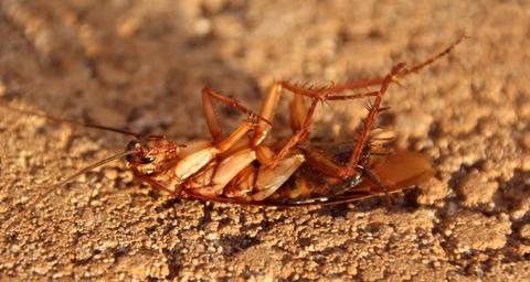 Wie wird man Braunbandschaben los?