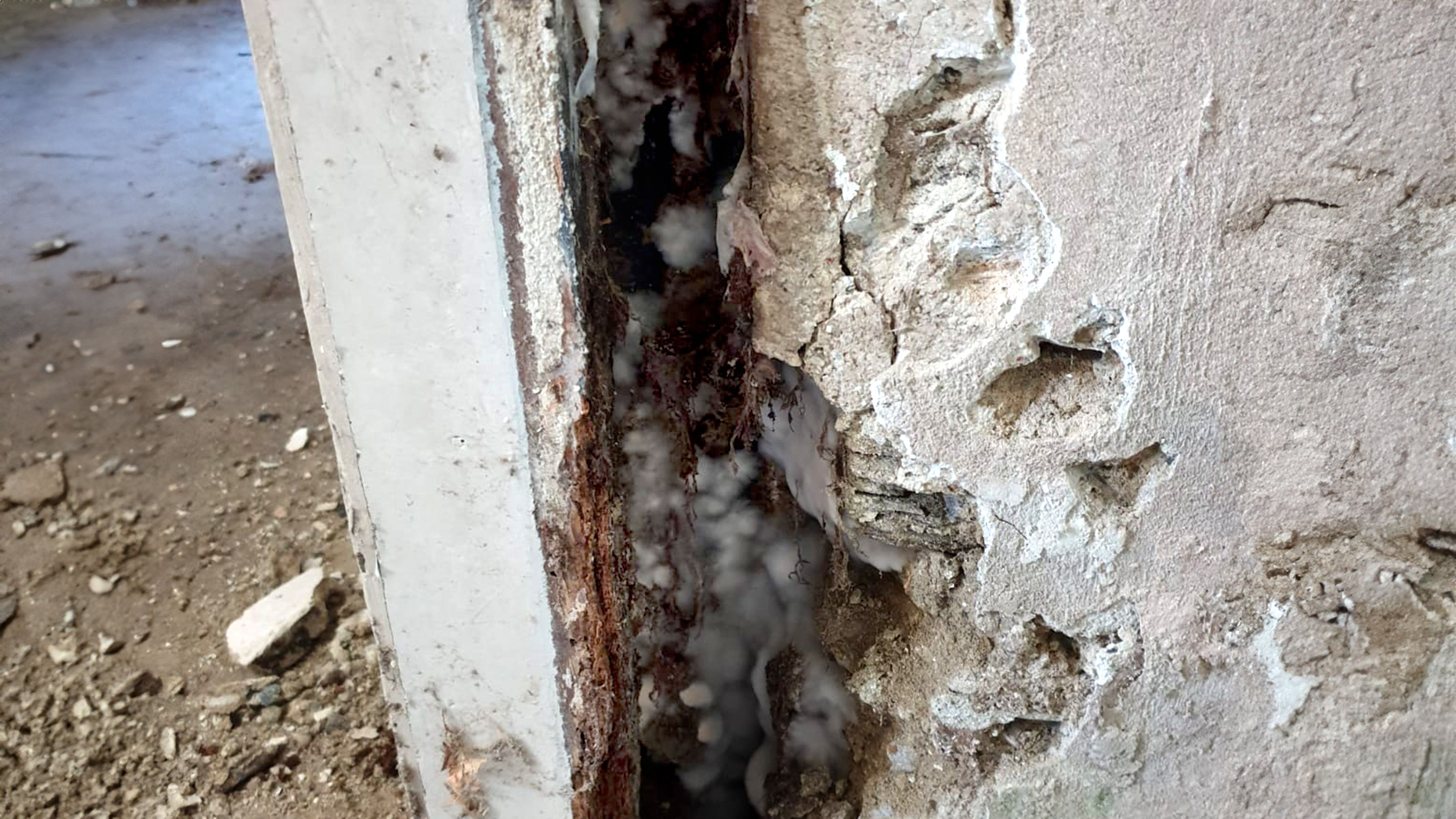 Hausschwamm Luftmyzel am Türstock