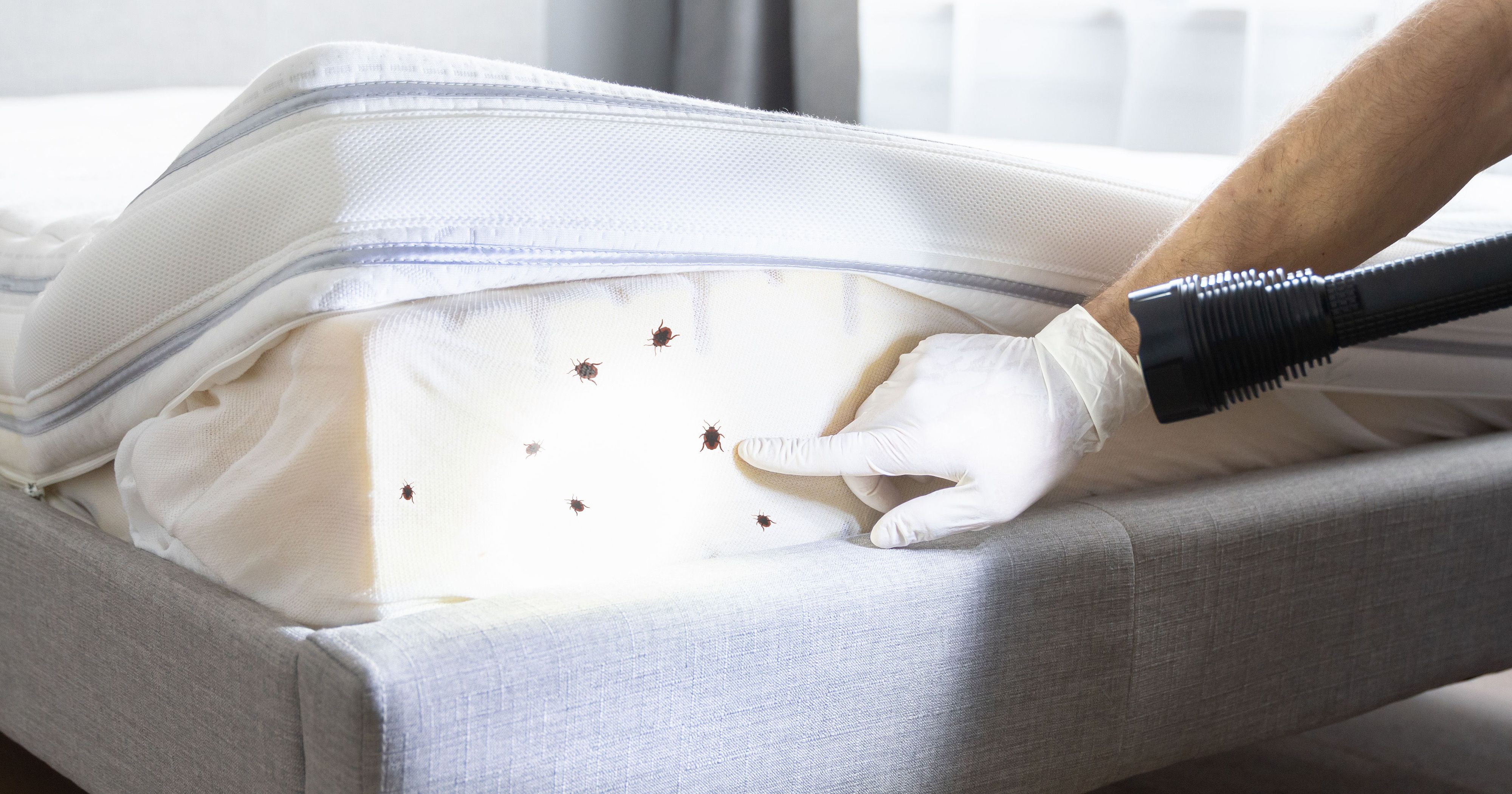 Anzeichen für Bettwanzen