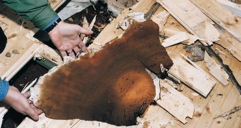 Der echte Hausschwamm