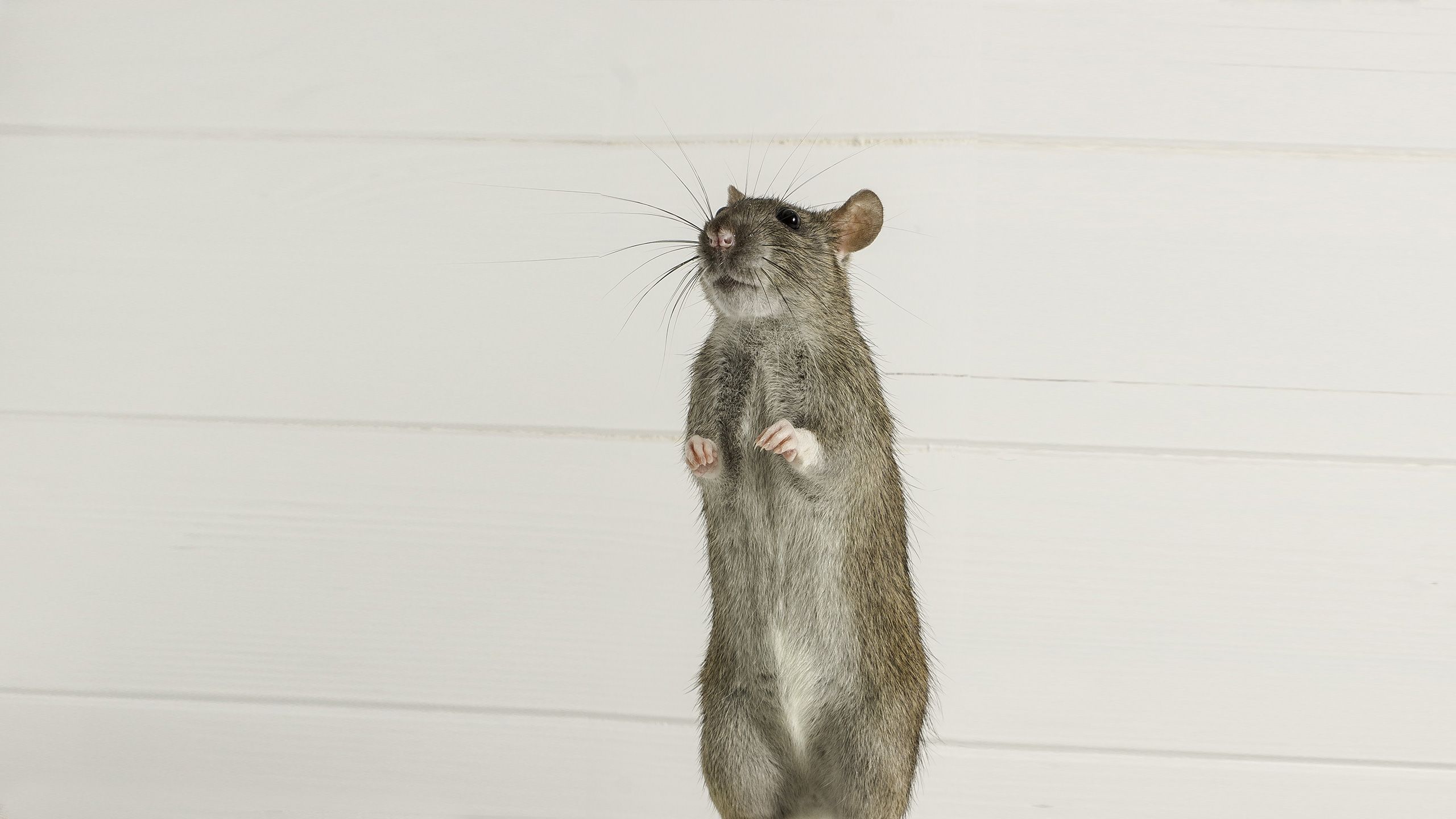 mensch-mit-ratten-hepatitis-infiziert-blogheader