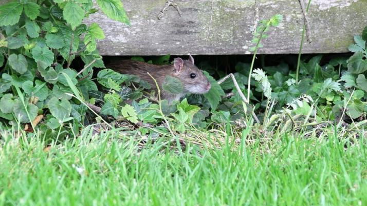 ratte im haus