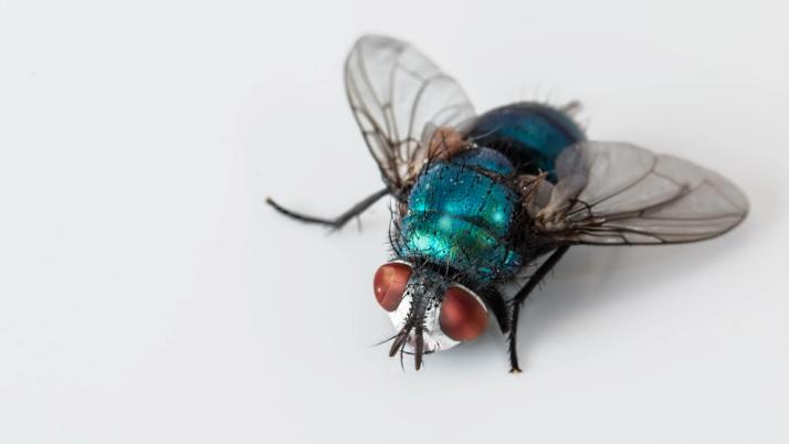 Schmeißfliege