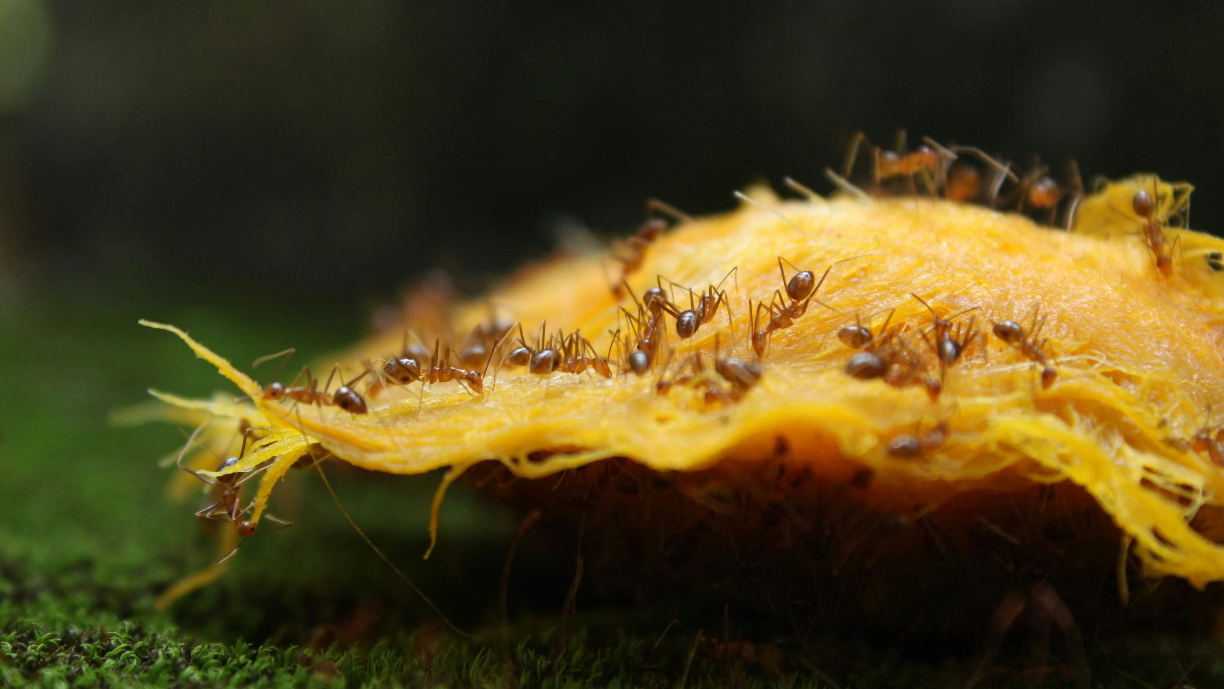 Pharaoameisen loswerden