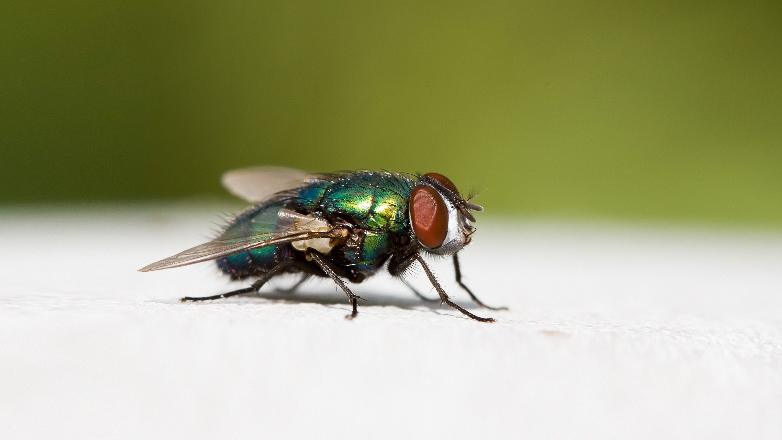 Wie kann man Fliegen los werden?