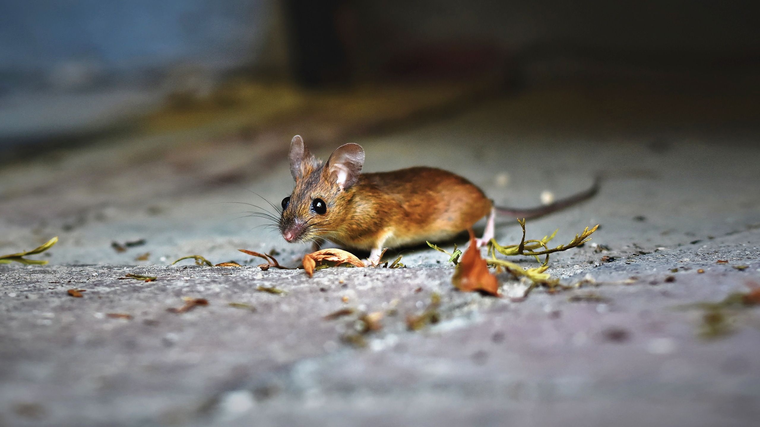 Professionelle Mäusebekämpfung in Ihrer Region von Anticimex