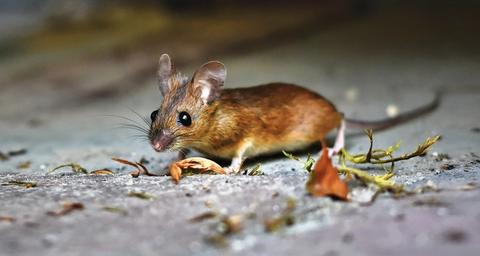 Professionelle Mäusebekämpfung in Ihrer Region von Anticimex