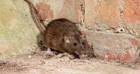 Ratten verursachen Schäden und Krankheiten