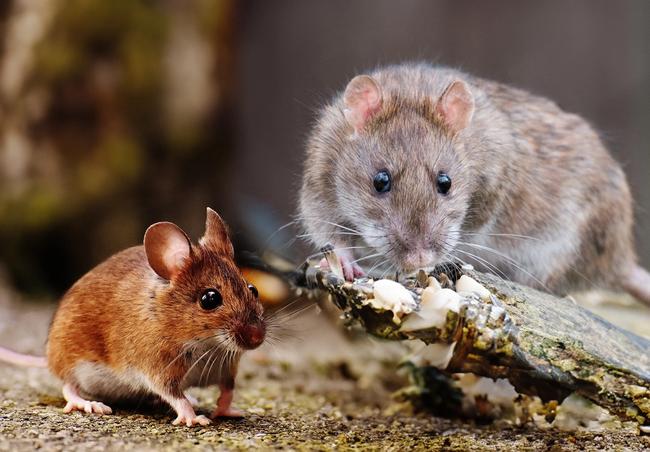 Ratten - Anticimex Schädlingsbekämpfung und Taubenabwehr - Anticimex