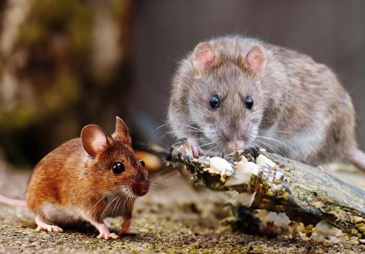 Maus