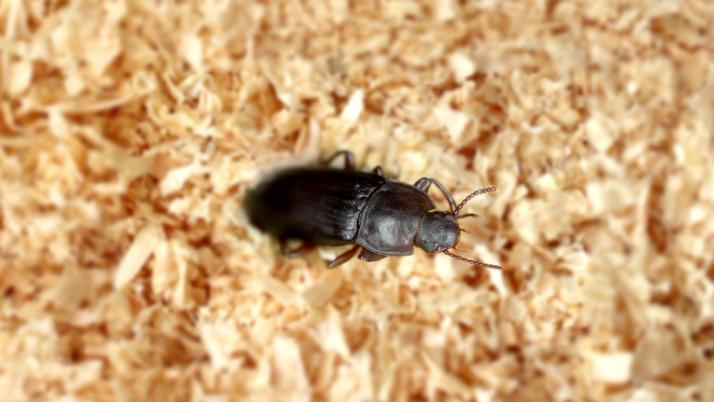 Mehlkäfer