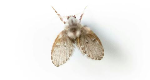 Wie kann man Abortfliegen loswerden?