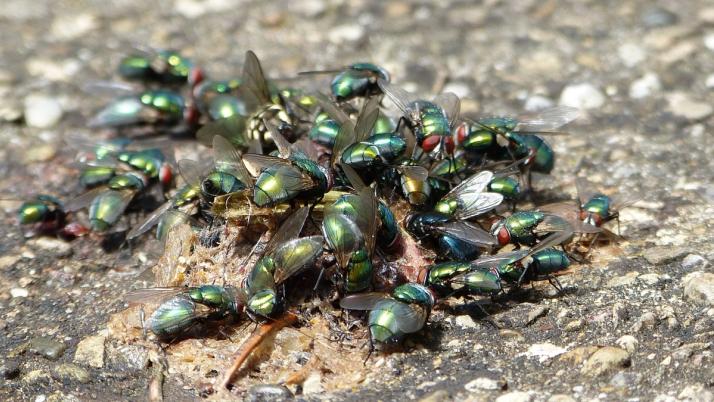 Schmeißfliege Befall