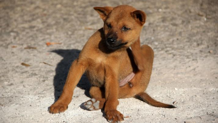 Hund kratzt sich