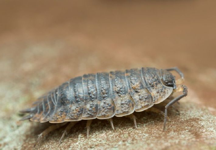 Insectes D Humidite Dans La Maison | Ventana Blog