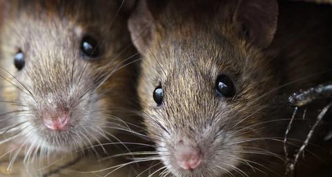 Een bezoek aan grootouders Christus Historicus 10 weetjes over ratten en muizen - Anticimex
