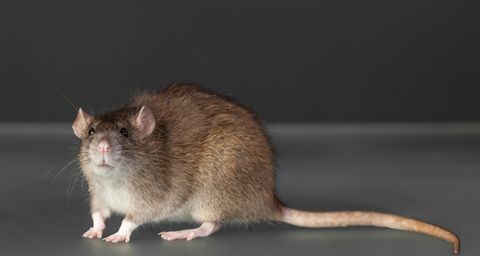 Soorten Ratten | De Bruine Rat Bestrijden - Anticimex