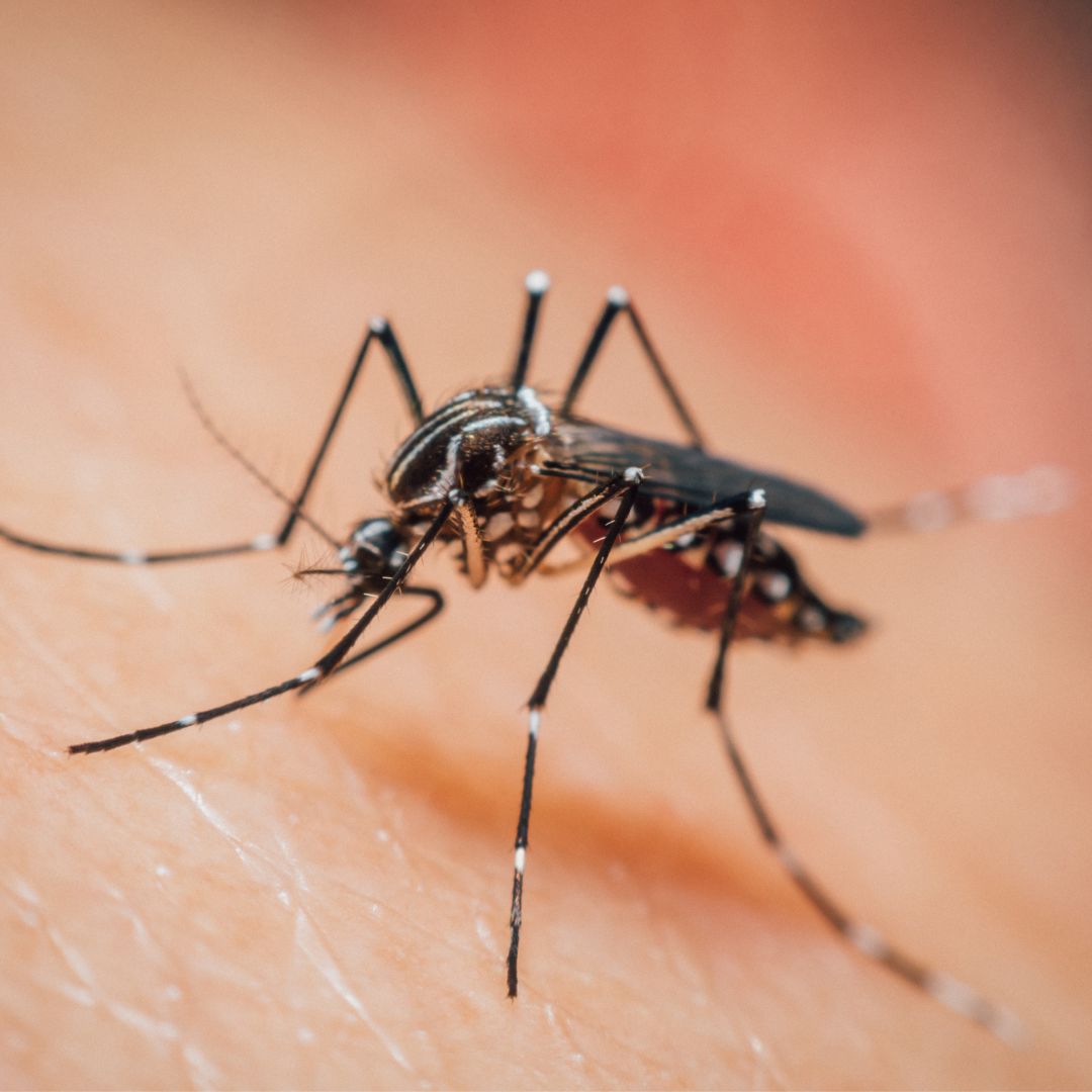  faits sur les moustiques