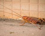 weetjes over kakkerlakken bestrijden