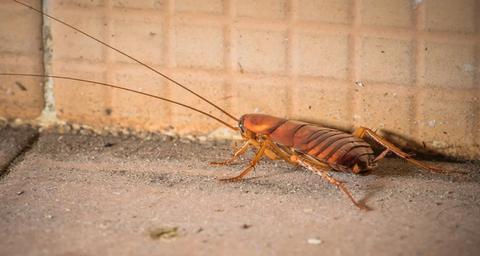 weetjes over kakkerlakken bestrijden