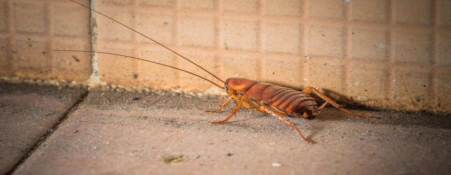 10 Weetjes Over Kakkerlakken - Anticimex