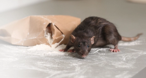 ongedierte in uw sector