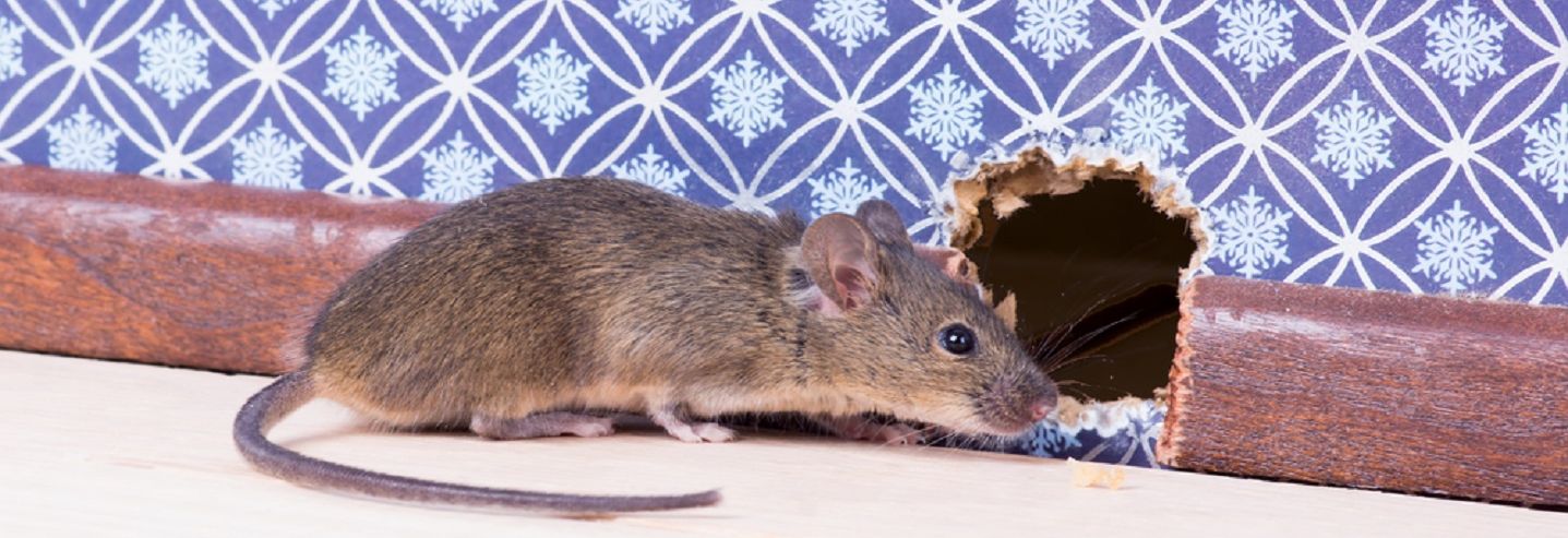 Hoe Hoog Kan Een Muis Springen