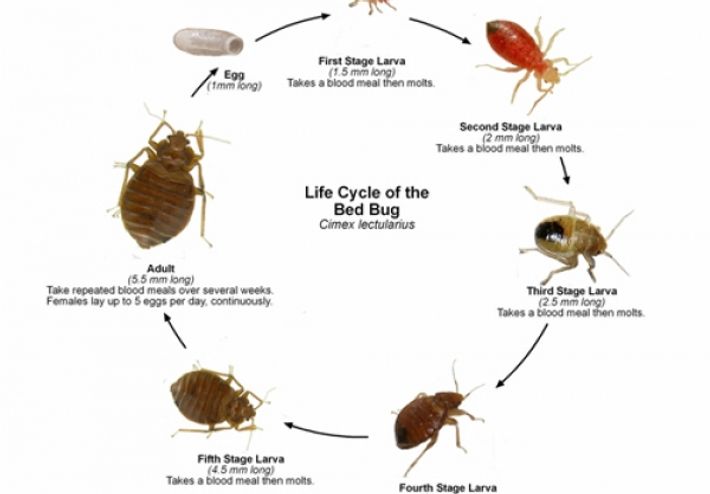 lifecycle bedbug