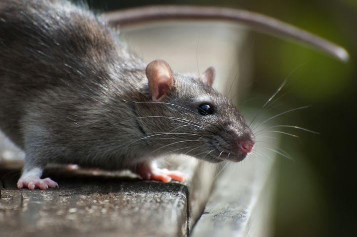 hoe een rattenplaag herkennen