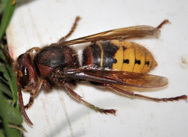 Close-up of a hornet with a hairy reddish-brown head and thorax, and a yellow and black striped abdomen, on a white surface.