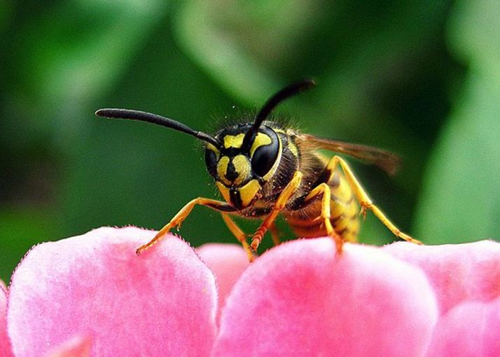 Close-up of a yellow jacket wasp on a pink flower petal.