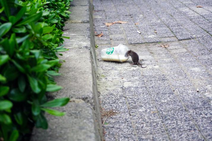 différences entre souris et rats