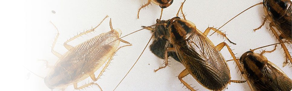 kakkerlakken voorkomen