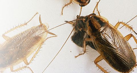 kakkerlakken voorkomen
