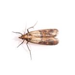 lutter contre les mites alimentaires