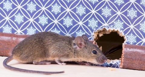 Comment se débarrasser d'une souris dans une maison ?