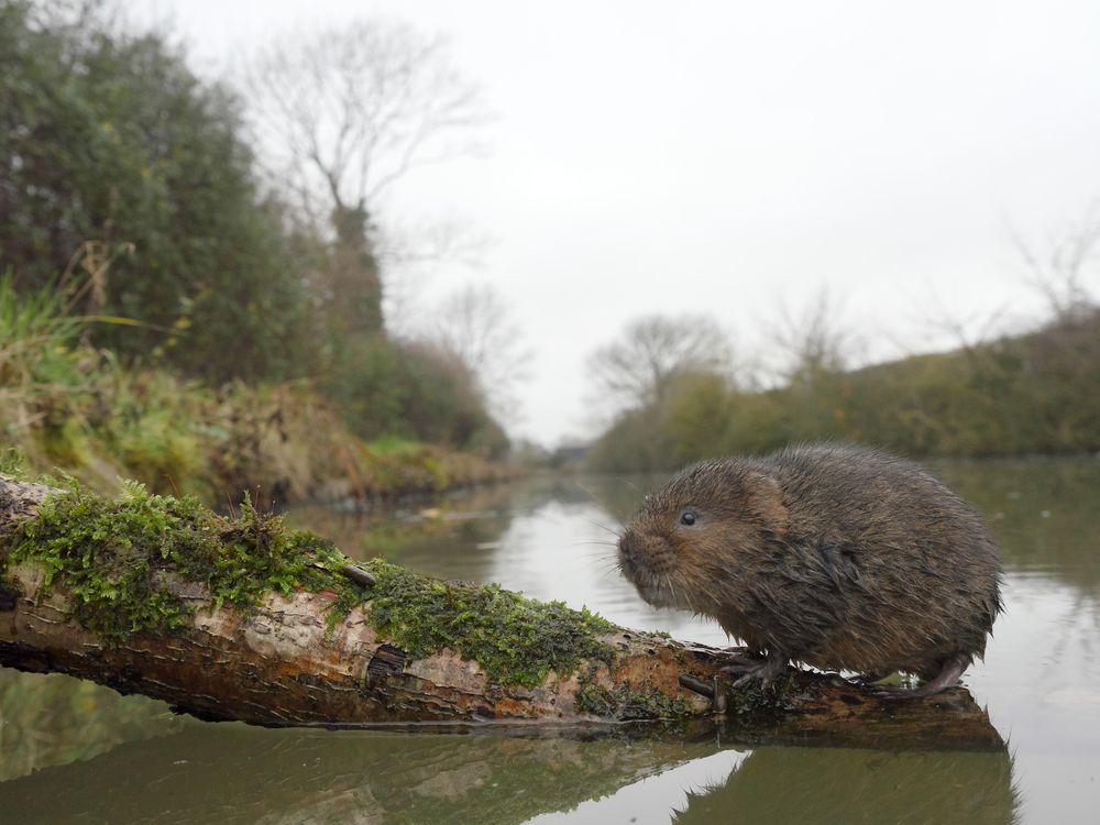 reconnaitre le rat taupier