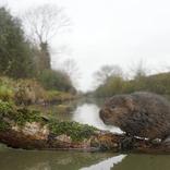 reconnaitre le rat taupier