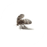 se débarrasser des psychodidae