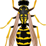 lutter contre les guêpes