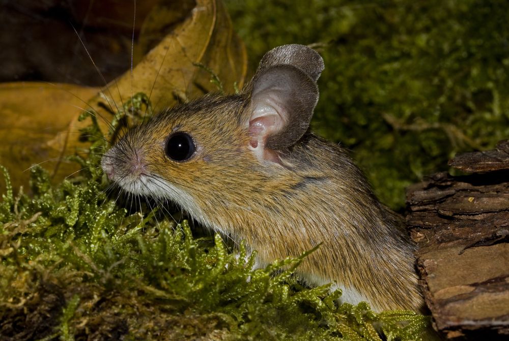 bosmuis